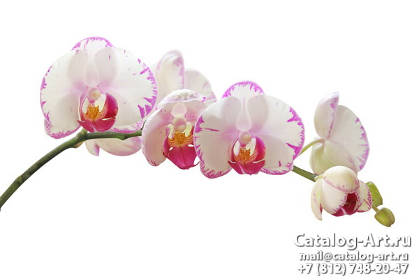Pink orchids 29
